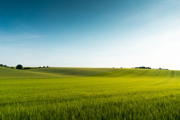 Beautiful Green Field Scenery Free Stock Photo