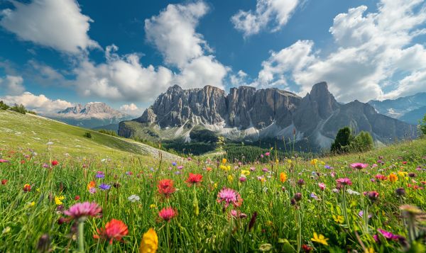 Colorful Meadow Flowers Under Mountain Scenery Free Image