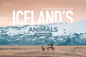 Iceland’s Animals Collection