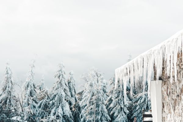 Icicles and White Snowy Forest Free Stock Photo
