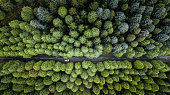 Top view of road through the green autumn forest.
