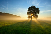 Backlit Tree in Morning Mist on Meadow at Sunrise