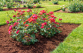Flower bed with the rose 