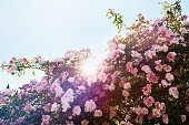 Large amount of roses in a sunny spring or summer day