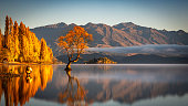 Autumn sunrise on Wanaka tree
