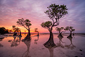 Sumba Lone trees
