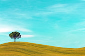 Lonely Tree In Tuscany on a perfect hill