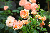 Peach orange floribunda bush rose 'Lady Marmalade'  in flower.