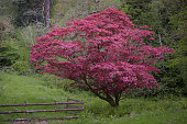Japanese maple tree with red leaves in forest next to wooden gate