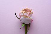 Dry rose bud on a pink background.