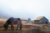 Close up beautiful brown icelandic horse stand and feed in snowy conditions. Vestrahorn and Stoksness in Iceland