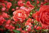 Rose and rose buds