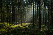 Sunbeams in dark and foggy autumn forest