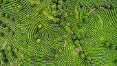 Aerial view of Tea fields