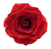 Rose. Deep Focus. No dust. No pollen. Isolated on white.