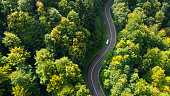 Winding road through the forest