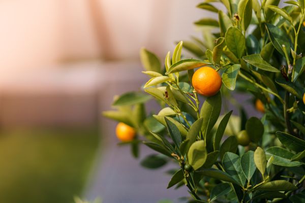 Mandarin Tree Free Photo