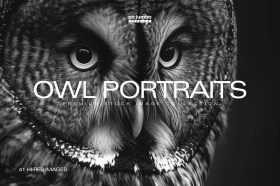 Owl Portraits Collection