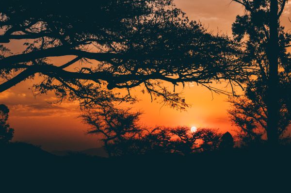 Sunset Golden Hour in Kenya Safari Free Stock Photo